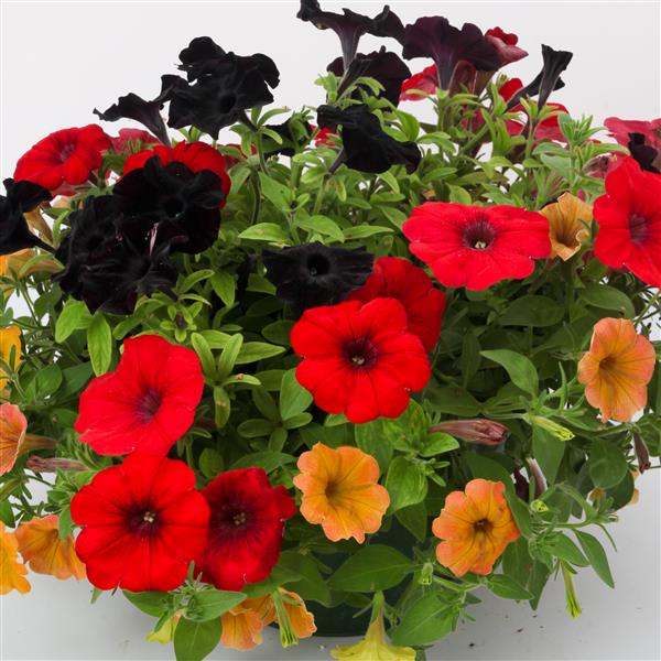 Webtrack Plant Information