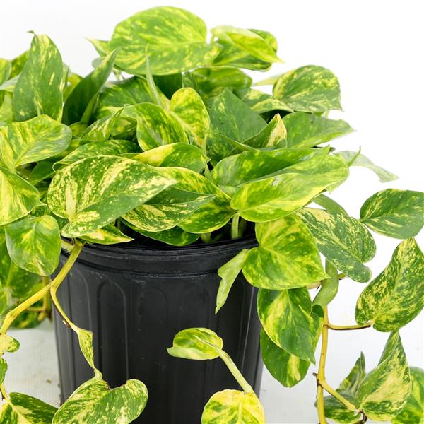 Webtrack Plant Information