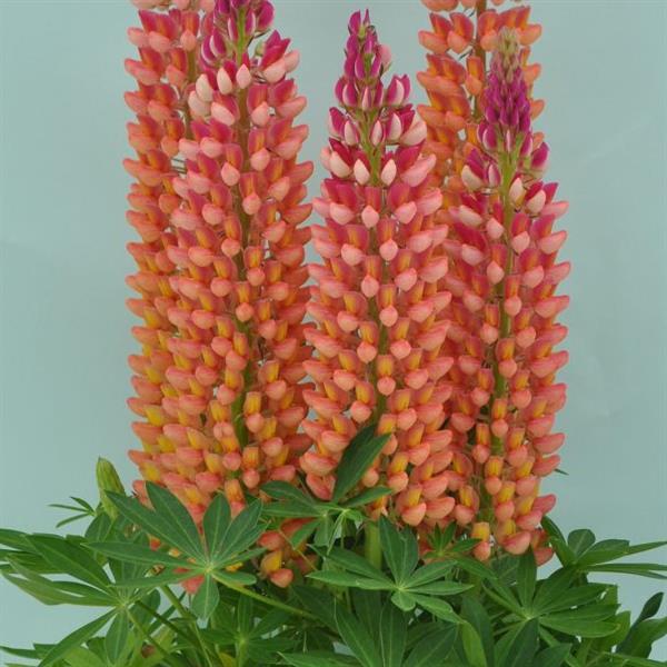 Webtrack Plant Information