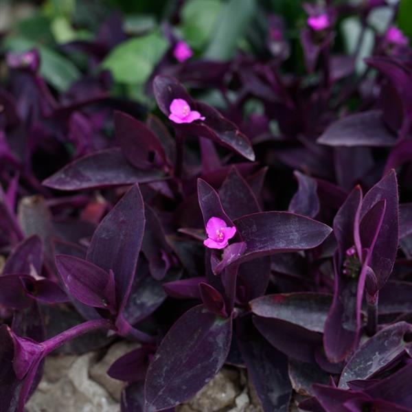 Webtrack Plant Information