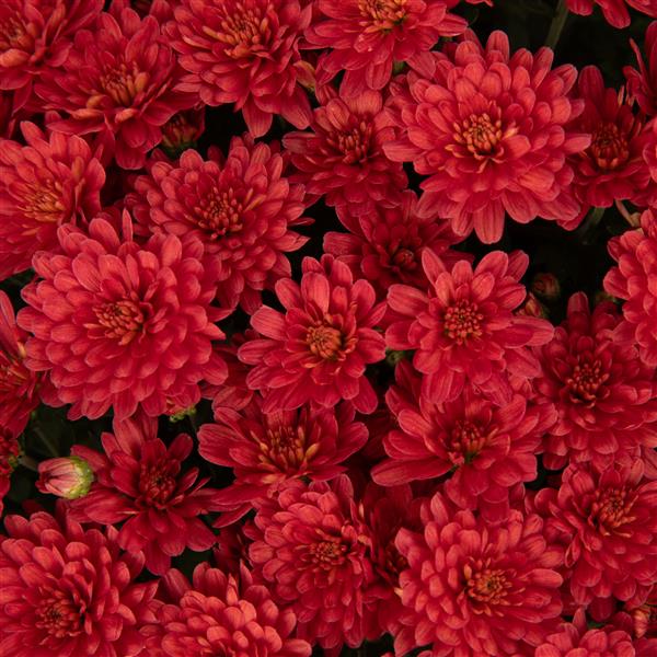 Webtrack Plant Information