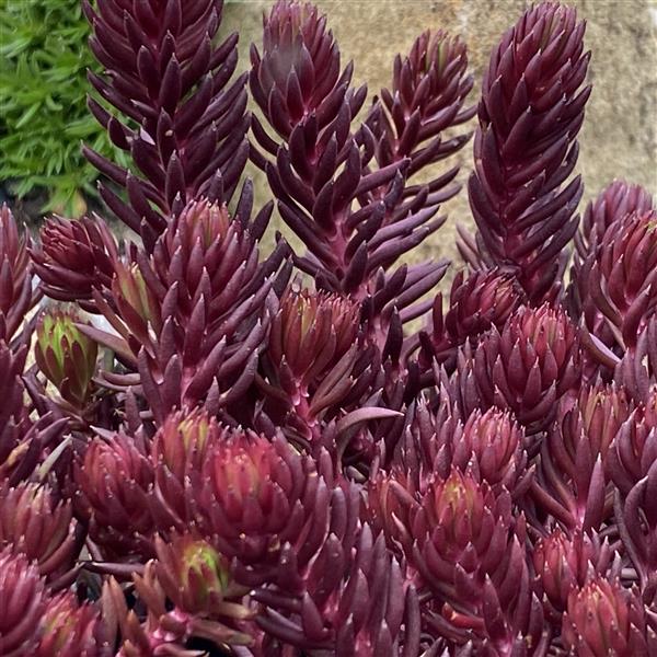 Webtrack Plant Information