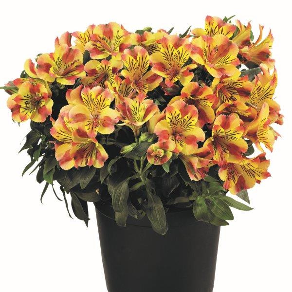 Webtrack Plant Information