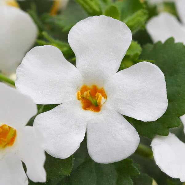 Webtrack Plant Information