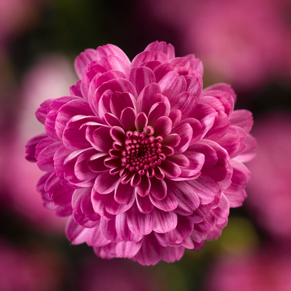 Webtrack Plant Information