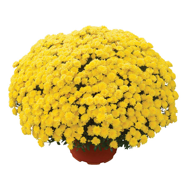 Webtrack Plant Information