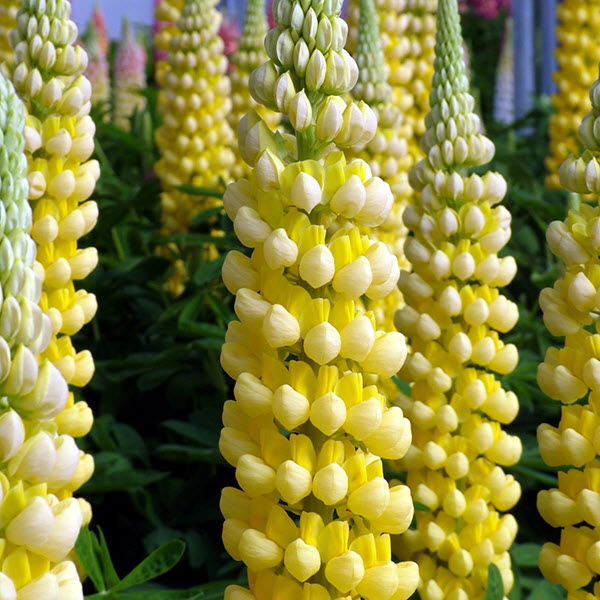 track Plant Information