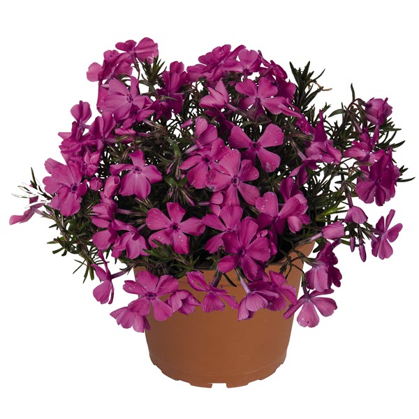 Webtrack Plant Information