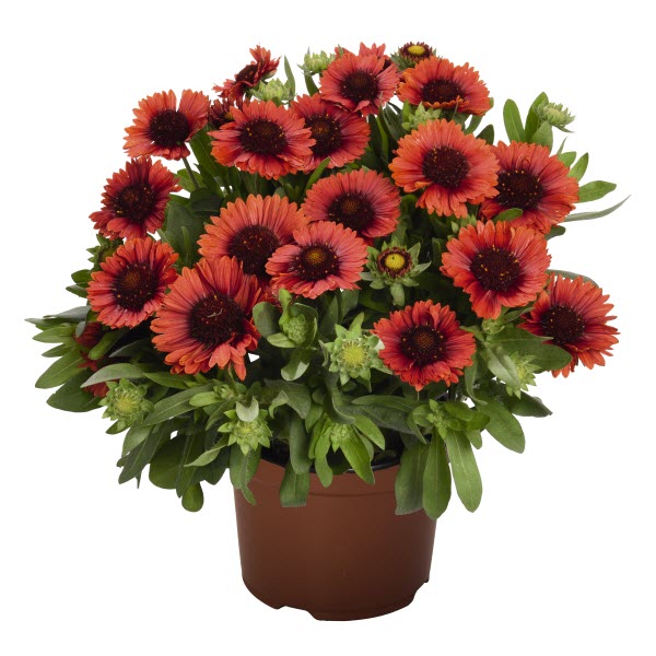 Webtrack Plant Information