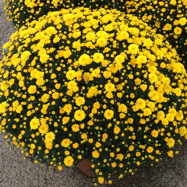 Webtrack Plant Information