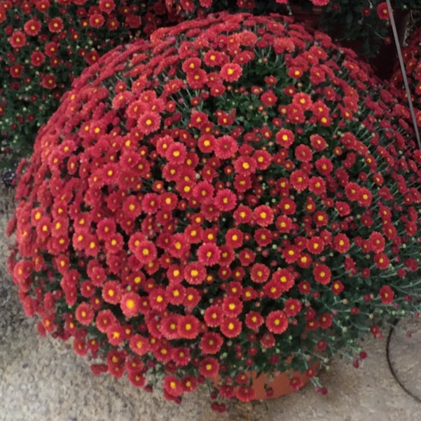 Webtrack Plant Information