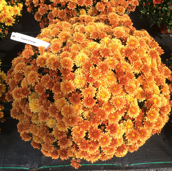 track Plant Information