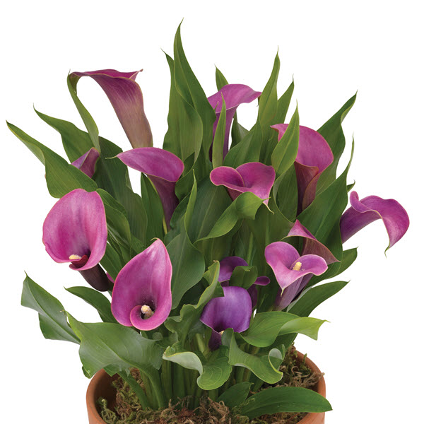 Webtrack Plant Information