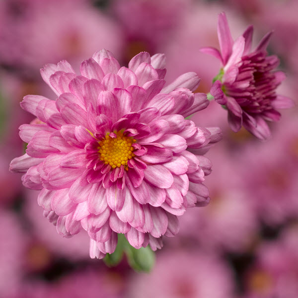 Webtrack Plant Information