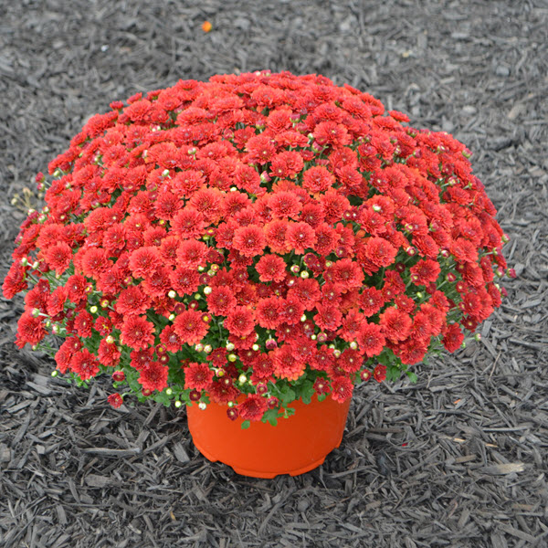 Webtrack Plant Information