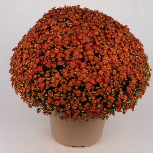 Webtrack Plant Information