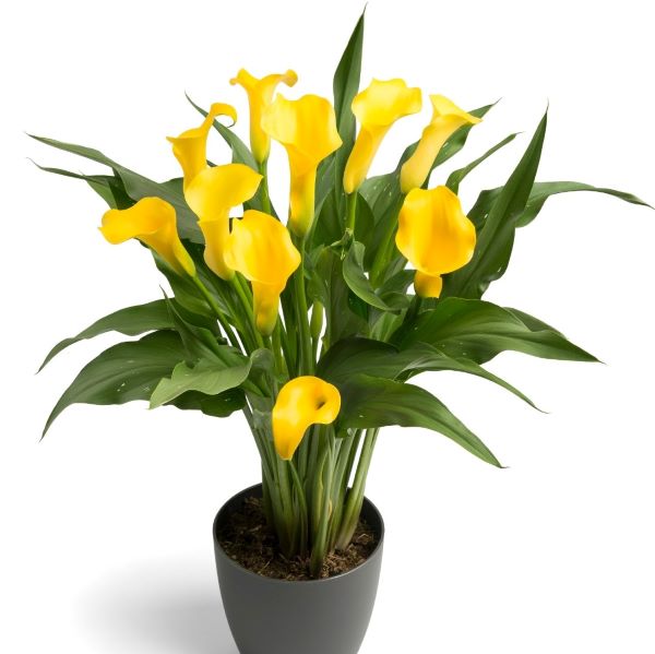 Webtrack Plant Information