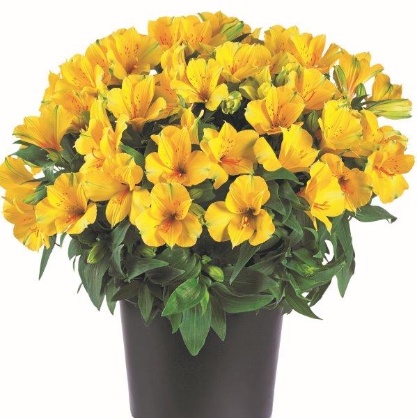 Webtrack Plant Information