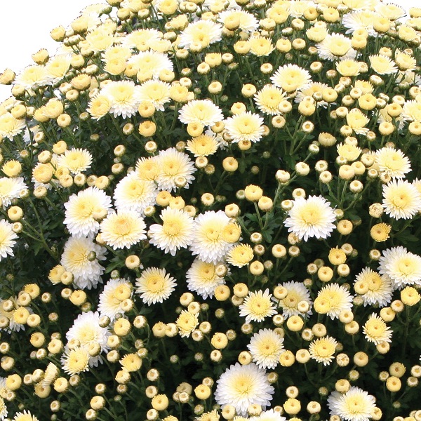 Webtrack Plant Information