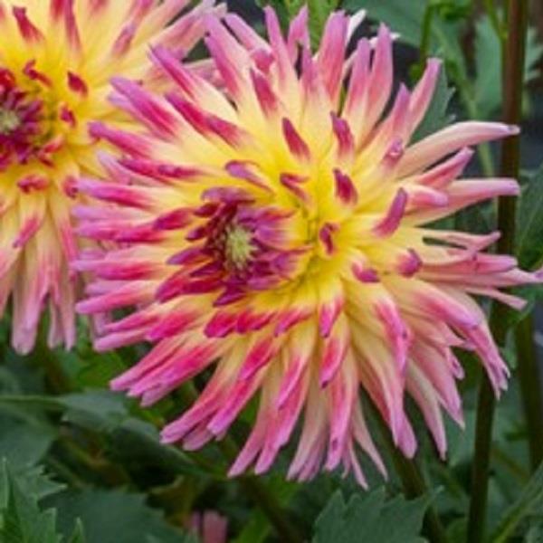 track Plant Information