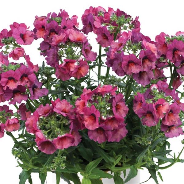 track Plant Information