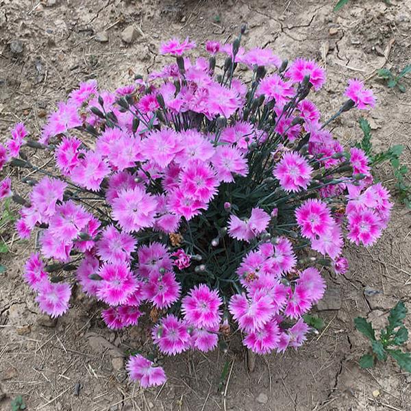 track Plant Information