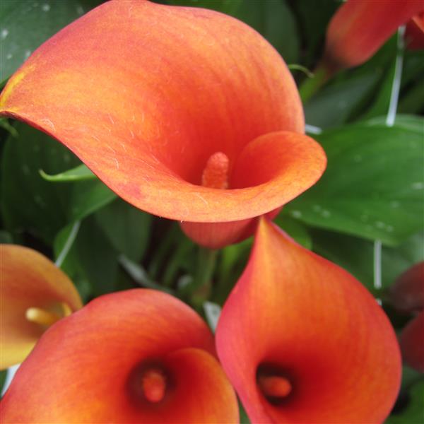 Webtrack Plant Information