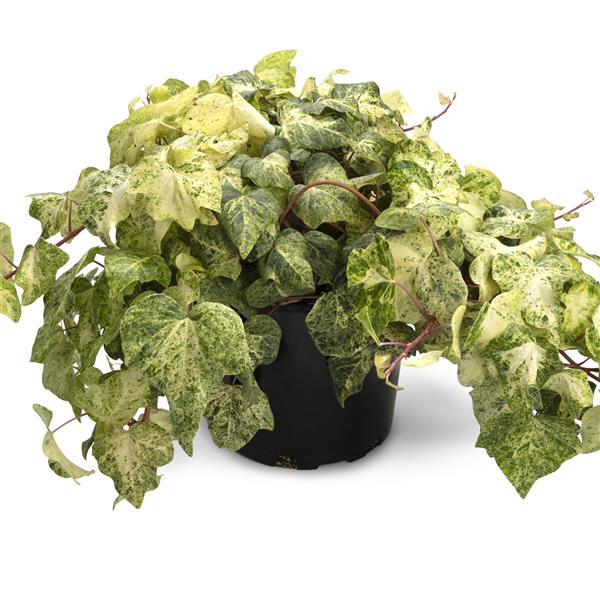 Webtrack Plant Information