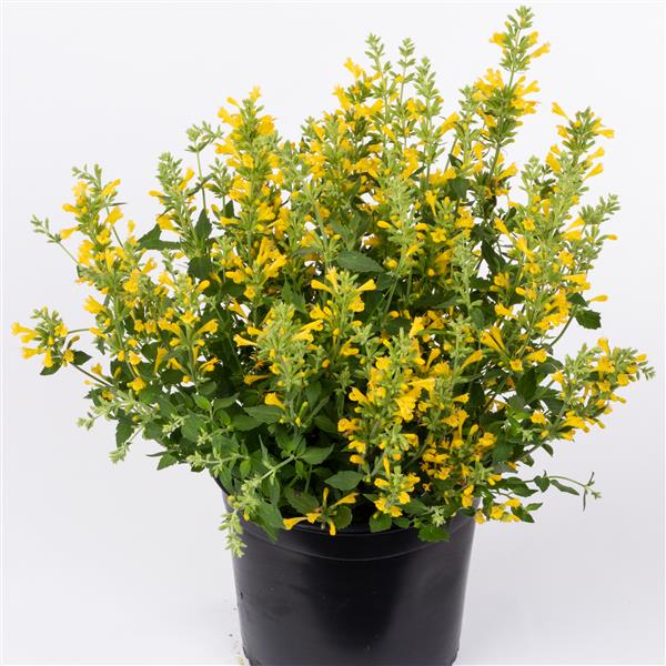 Webtrack Plant Information