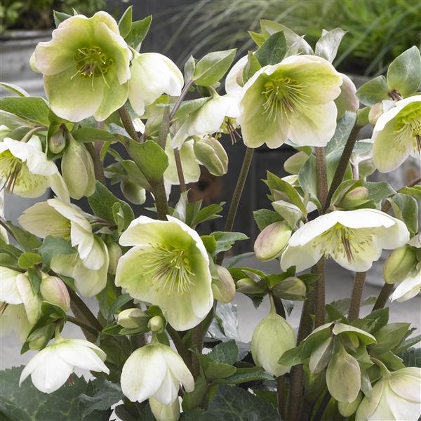 track Plant Information