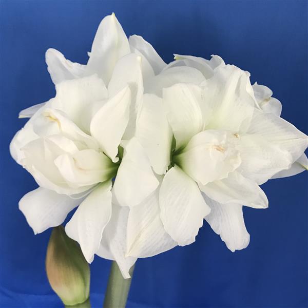 Webtrack Plant Information