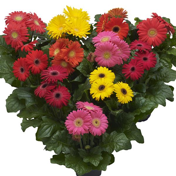 Webtrack Plant Information