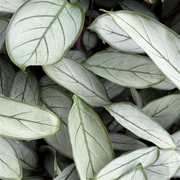 Webtrack Plant Information