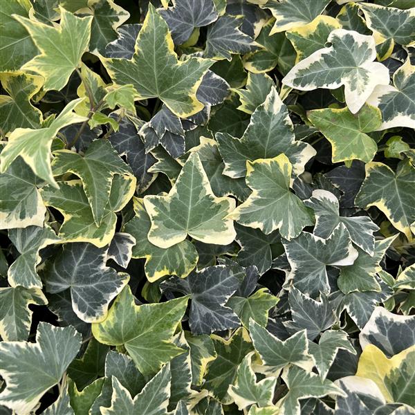 Webtrack Plant Information