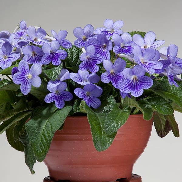 Webtrack Plant Information