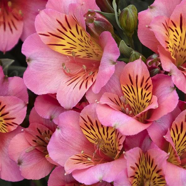 Webtrack Plant Information