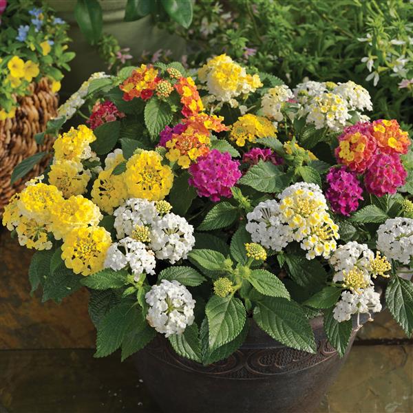 Webtrack Plant Information
