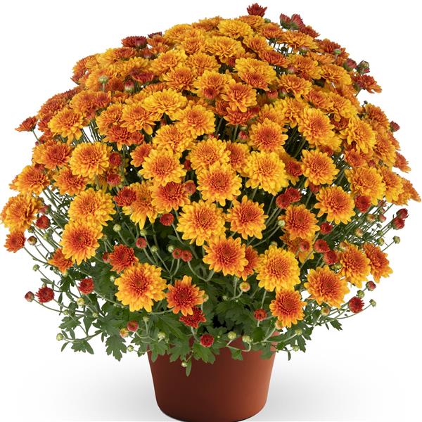 Webtrack Plant Information