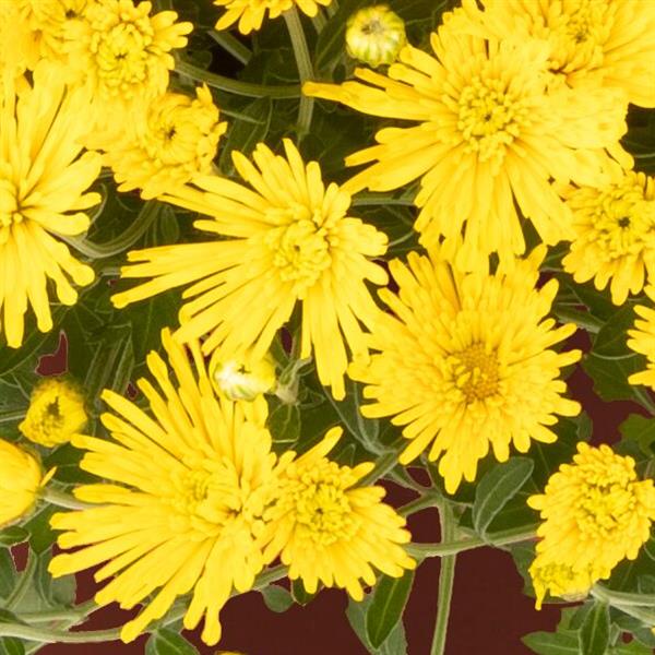 Webtrack Plant Information