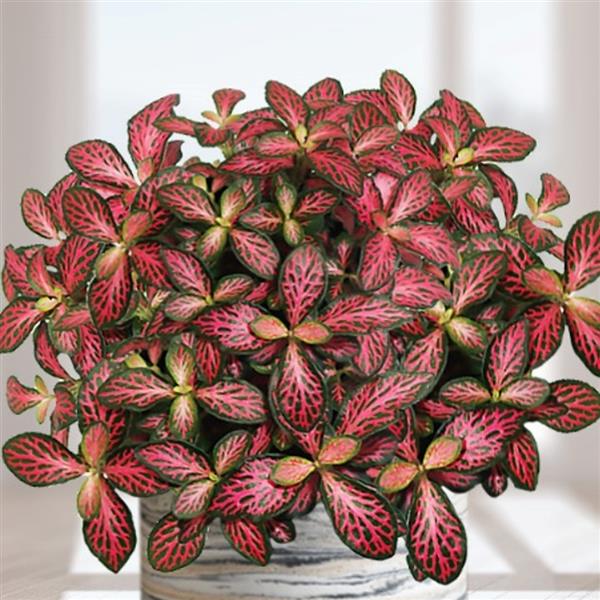 Webtrack Plant Information