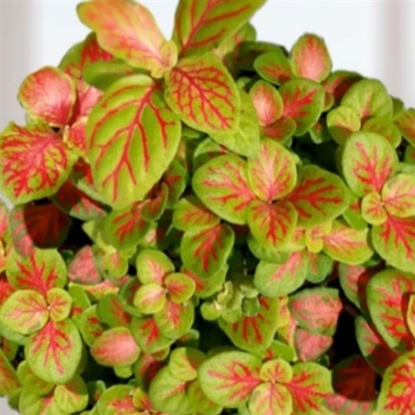 Webtrack Plant Information