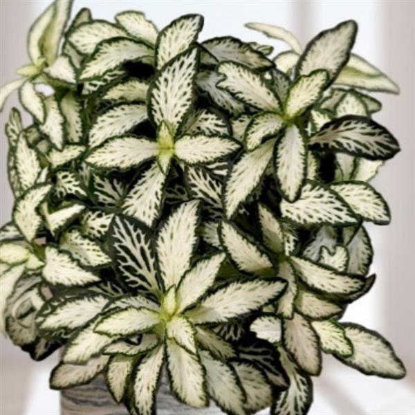 Webtrack Plant Information