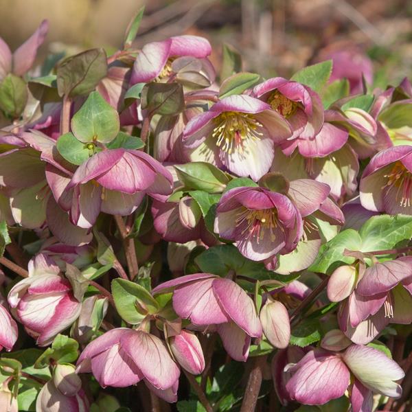 Webtrack Plant Information